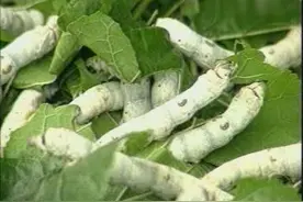 春蚕的生长过程