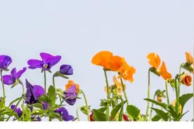 老婆最喜欢的一首情歌，设置手机闹铃好听至极！