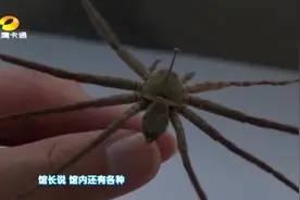 世界上最大的蜘蛛身上紫蓝色的花纹 它的毒牙竟接近1厘米