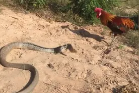 眼镜蛇VS大公鸡，野外遇到了哪个更厉害？看完才发现人才是最厉害视频封面