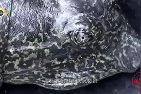 中国唯一雌性斑鳖去世，比大熊猫还珍贵，全球仅剩3只视频封面