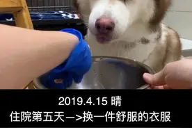 原来的网格衣服把宝宝鹿的大腿都磨出血了，昨天给它换了一件舒服的手术衣。#21天vlog挑战#萌宠