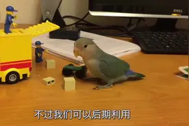 5种鹦鹉推荐给新手朋友！其中一种便宜还能说话