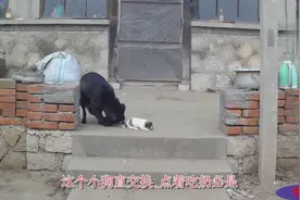 家里的大黑狗生小狗了，一黑一白真是可爱，旺财真好
