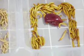 猪肝分解大赛！蛆vs面包虫！输的直接喂鱼！赢的.....视频封面