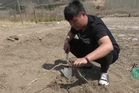 四季玫瑰浑身是刺，怎么挖才好呢？看看农村小伙是怎么做的，厉害视频封面