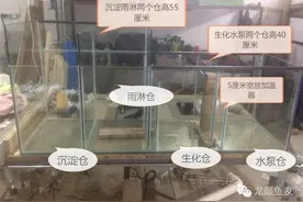 打造沉淀仓换水补水底滤系统图片