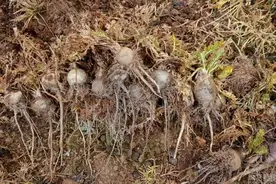 玛咖不如萝卜价？格萨拉8000亩玛咖无人收购！图片