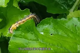 不法商家用甲醛保鲜白菜，教你如何识别甲醛白菜 | 检测狮视频封面