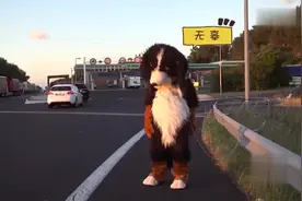 国外街头出现巨型狗狗，拉一马路大便挡路人去路，这是成精了？