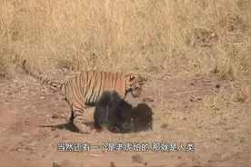 世间万物相生相克，老虎也有害怕的东西，网友：难道不是母老虎吗视频封面