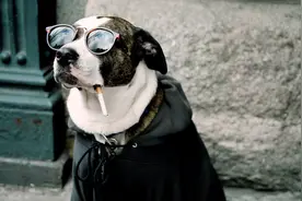 跟着不着调的主人一起 狗狗都学会抽烟者坏毛病了！