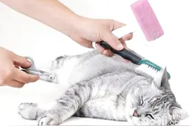 猫咪美容需要准备什么工具？图片