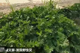 谷雨种植医用艾草-聚国医百亩艾草基地只为良心艾视频封面