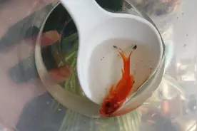 家庭饲养的草金鱼，头上长包第7天了，这条金鱼怎么样了呢？