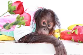 云南野生动物园红毛猩猩情人节拍“靓照”征婚图片