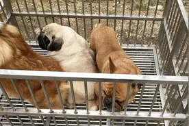 法国斗牛犬和巴哥犬，都是体型较胖大眼睛的狗狗，你更喜欢哪条