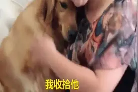 金毛不想要女主人出差，趴在女主人怀里撒娇，舍不得她走视频封面