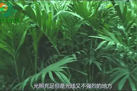 想养一棵沾了喜气的富贵叶子嘛？我来给你建议视频封面
