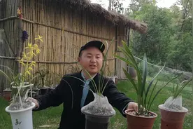 办公桌上适合摆放什么品种的兰花，要考虑自己的喜好和空间大小视频封面