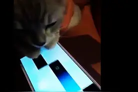 自从别人家的猫咪弹钢琴火了之后，铲屎官们纷纷跟风...图片