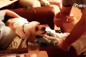 为什么狗对小宝宝特别有爱？图片