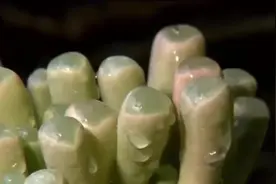 看这种不死鸟植物的种植好处