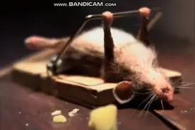 【万恶之源】GIF图里大力老鼠出处