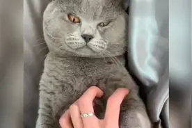 搞笑！全网混的最惨的小猫咪，全程被主人欺负的可怜巴巴