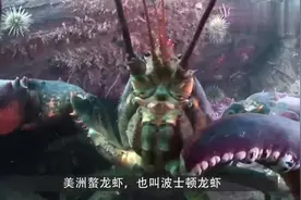 世界上最大的龙虾，重达40多斤，虾钳比人胳膊还粗，拍下全过程视频封面