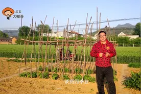 三农大棚哥：农村菜地如何搭架种植四季豆，以及其他注意事项分享
