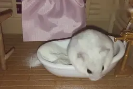 小仓鼠搞笑视频，萌萌哒吃面条，看得心都要融化了