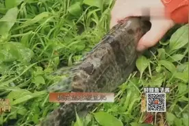 被鳜鱼刺伤 还要住院 专家教你解毒方法