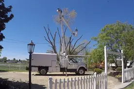 看美国人是怎样修剪树木的，长见识了视频封面