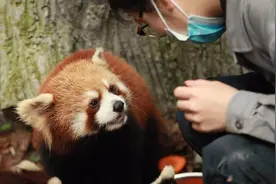 杭州动物园新增10只小熊猫 能吃好动很淘气