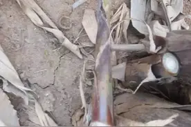 香蕉冻害影响：广西上市期拉长，华南区上市仍然集中图片