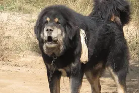 比藏獒还贵还凶悍:藏獒和野狼杂交后代獒狼太霸气图片