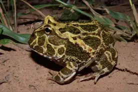 〖肆养学出品〗24k纯吃货萌嘟嘟的人气小宠—南美角蛙图片