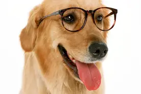 名字超奇怪却一条价值几十万:金毛寻回犬对人婴儿超亲昵图片