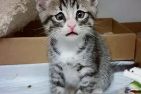 美国“对眼猫”焦虑脸走红，可怜又可爱图片