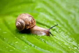 蜗居城之一：灰尖巴蜗牛图片