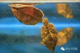 她27岁走遍100个国家，这次给你带去亚马逊热带雨林全攻略图片