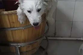 洗白白了，洗澡挺配合，吹水不让动头和前爪图片