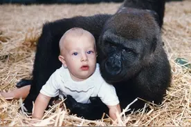 分离12年！雨林呼唤儿时玩伴 猩猩拥抱相认图片