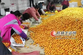 阳朔金桔价格大幅下挫 品质良莠不齐盲目扩张是主因图片