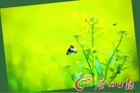 油菜花海 笑容也嗨图片