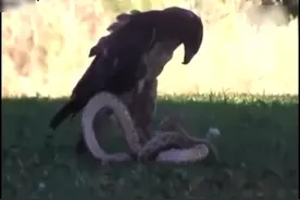 金雕捕杀一条剧毒眼镜蛇，高空俯冲，根本不给毒蛇反应机会视频封面