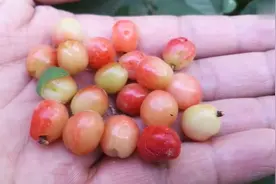 小伙山里发现了“野樱桃”，用来泡酒能预防关节炎，延年益寿
