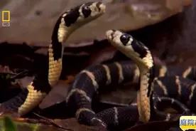 小眼镜王蛇出生全过程，立即开始猎食之旅视频封面
