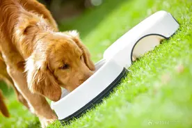 狗狗护食行为的预防及纠正图片